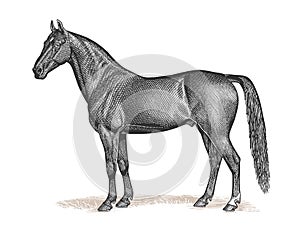 Horse Engraving Vintage Illustration