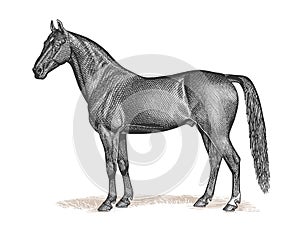 Horse Engraving Vintage Illustration photo