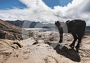 The horse enjoying beautiful view at Mount Bromo, Indonesia