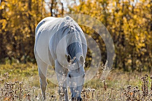 Horse Enjoying the Morning Sun