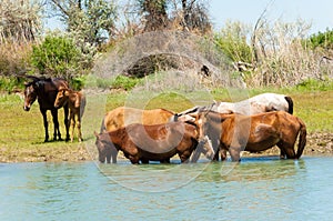 horse, equine, nag, hoss, hack, dobbin