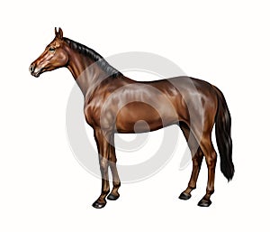 The horse Equus ferus caballus