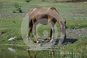 Horse Equus ferus caballus and cattle egret Bubulcus ibis.