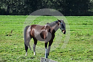 A brown horse standing on green grass.
