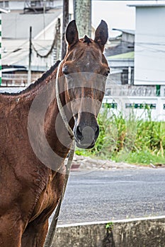 The horse Equus ferus caballus is one of two extant subspecies of Equus ferus