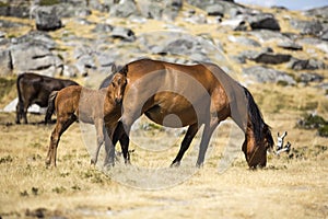 Horses walking in the nature, in Portugal photo