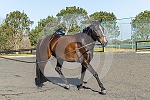 Horse Excercise Sand Arena