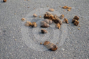 Horse excrement on an urban asphalt road