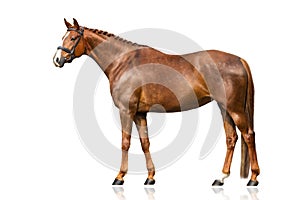 Horse exterior isolated