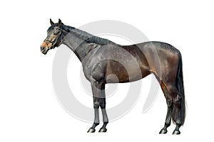 Horse exterior isolated on white