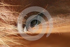 Horse eye