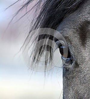 Horse eye