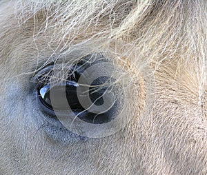 Horse eye