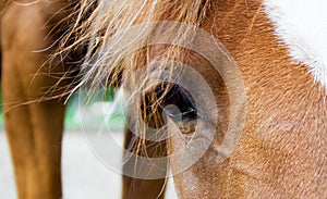 Horse eye
