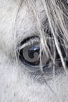 Horse eye