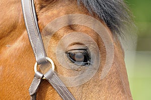 Horse eye