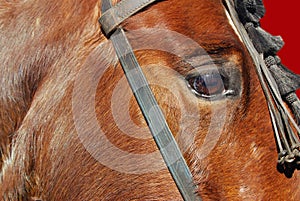 Horse eye