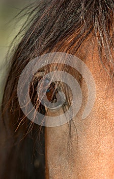 Horse Eye