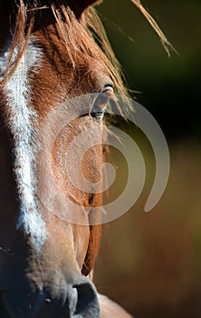 Horse eye