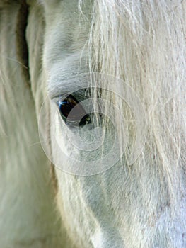 Horse eye