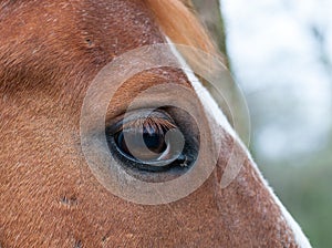 Horse eye