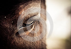 Horse Eye