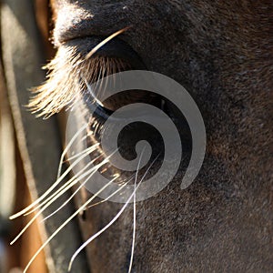 Un cavallo occhio 