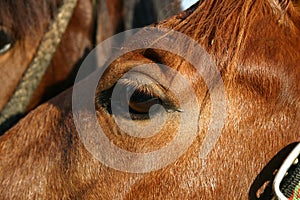 Horse eye