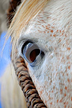 Horse eye