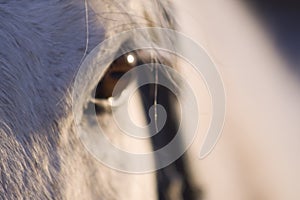 horse eye