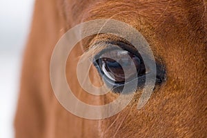 Horse eye