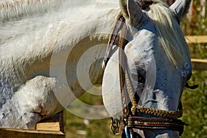 Horse Eye photo