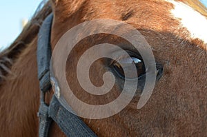 Horse eye