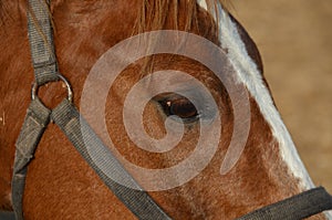 Horse eye