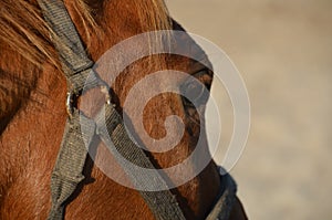 Horse eye