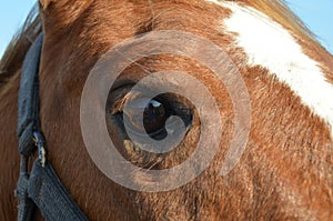 Horse eye