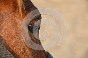 Horse eye