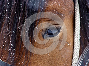 Horse eye
