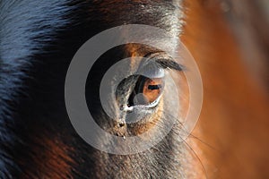 Horse eye