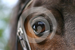 Horse eye