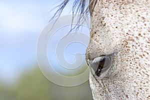 Horse eye