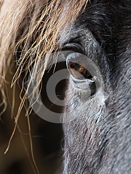 Horse Eye Abstract