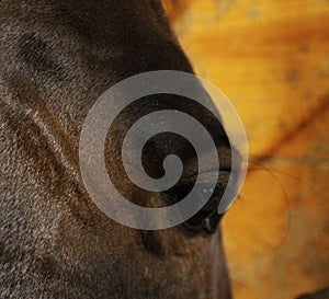 Horse eye angle closeup