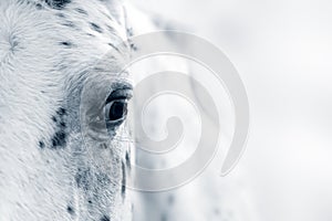 Horse eye, Appaloosa horse eye