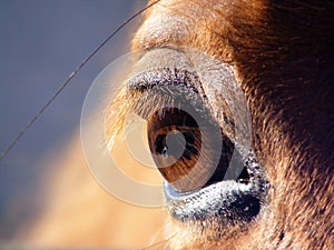 Horse eye close up