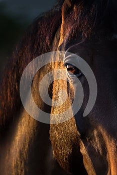 Horse eye close up