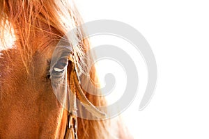 Horse eye close up