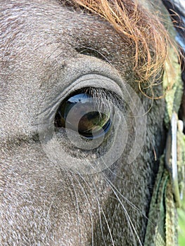 Horse Eye Close-Up - Beautiful Lashes