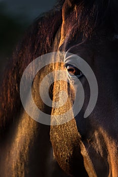 Un caballo ojo de cerca 