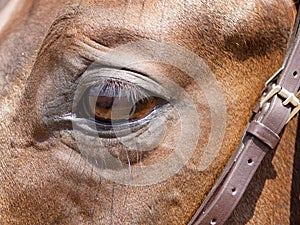 Horse eye close up. Brown Horse with bridle